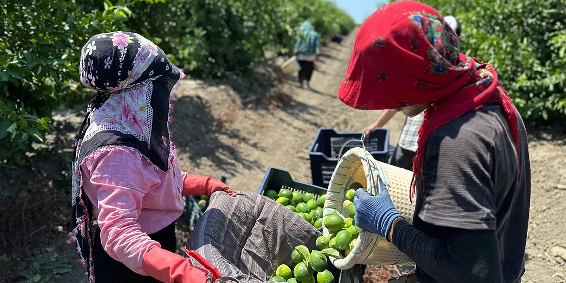 Eski yatak limonun halde kilogram fiyatı 50-55 lira ama bu mayer cinsi limon bahçede 10-13, halde 20-25 lira arasında.