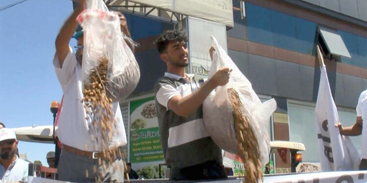 Antep fıstığı üreticileri eylemde; Fıstıkları yere döktüler