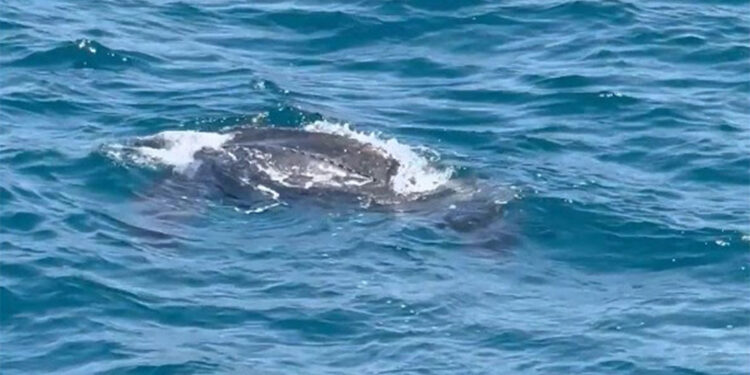 Deri sırtlı deniz kaplumbağası ilk kez İstanbul'da görüntülendi
