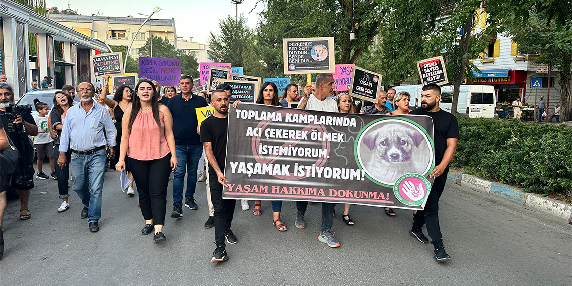 12 yıldır sokak hayvanlarına şiddet olmayan Tunceli’de, belediyelerden ötanazi yapmama açıklaması.