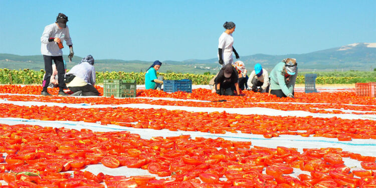 Kurutmalık domates mesaisi başladı