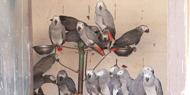 Ülkeden çıkışı yasak olan 309 adet Jako türü papağan ele geçirildi