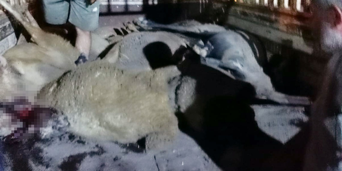 Hatay'ın Dörtyol ilçesinde otlaktan ahıra götürülürken yola dökülen yemleri yiyen sürüdeki 15 koyun öldü. Koyunların zehirlendiği belirlenirken, polis konu ile ilgili inceleme başlattı.