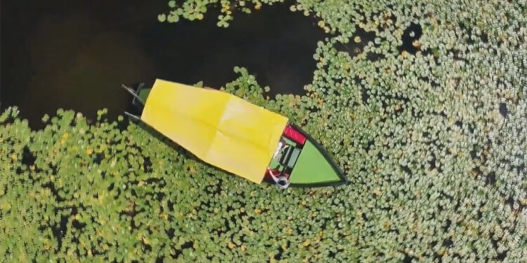 Nilüferler suyun üstünü çiçek bahçesine çevirdi