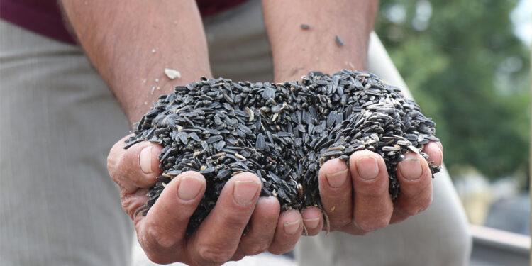 İç piyasadan ayçiçeği alma kararı çiftçilerimiz için olumlu bir uygulama