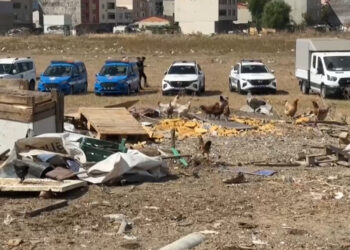 Avcılar'da kaçak ahır ve barakalar ikinci kez yıkıldı