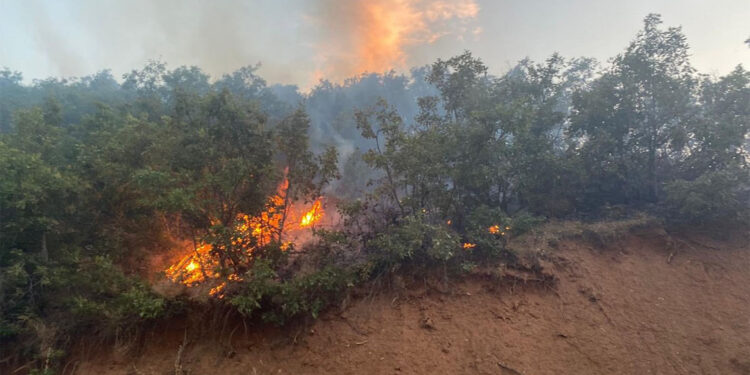 Bingöl'deki orman yangını söndürüldü