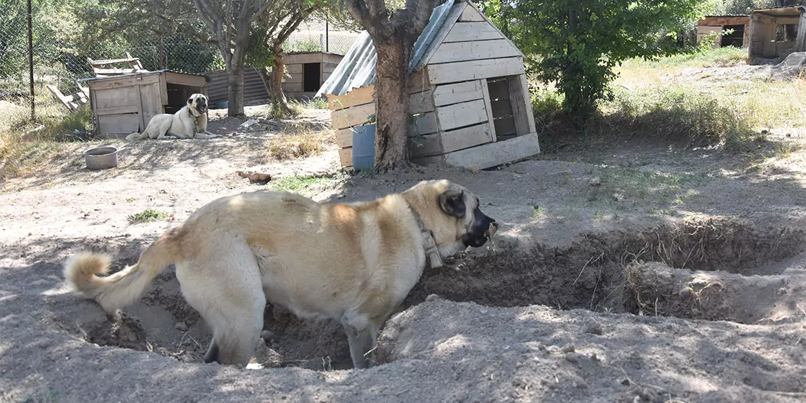 Soğuk havaya dayanıklılığı, içgüdüsel davranışı ile bilinen sivas'ın dünyaca ünlü marka değerlerinden kangal köpekleri serinlemek için çukur kazıyor.