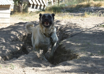 Kangal köpekleri serinlemek için çukur kazıyor