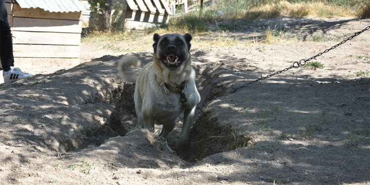 Kangal köpekleri serinlemek için çukur kazıyor