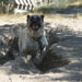 Kangal köpekleri serinlemek için çukur kazıyor