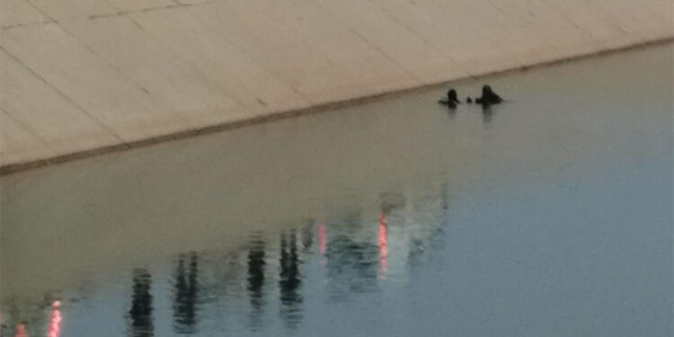 Şanlıurfa'da sulama kanalında akıntıya kapıldı