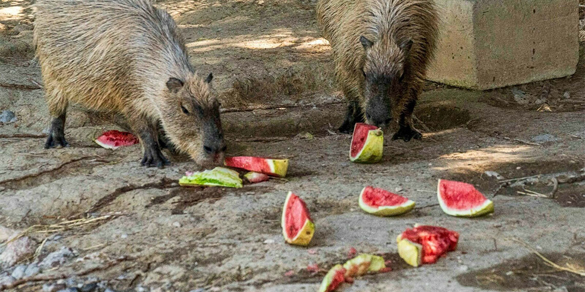 İzmir'in Tire ilçesinde mahsulü bu yıl tarlada kalan Hasan Erdem, İzmir Doğal Yaşam Parkı'ndaki hayvanlar için 3 ton karpuz bağışladı.