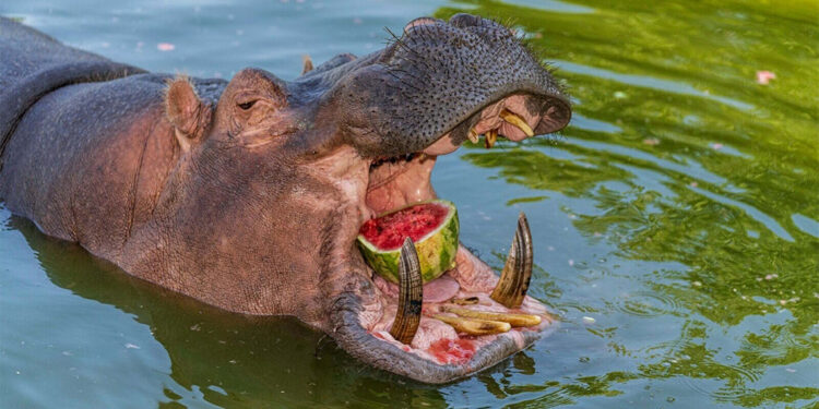 Doğal Yaşam Parkı'ndaki hayvanlar için 3 ton karpuz bağışladı