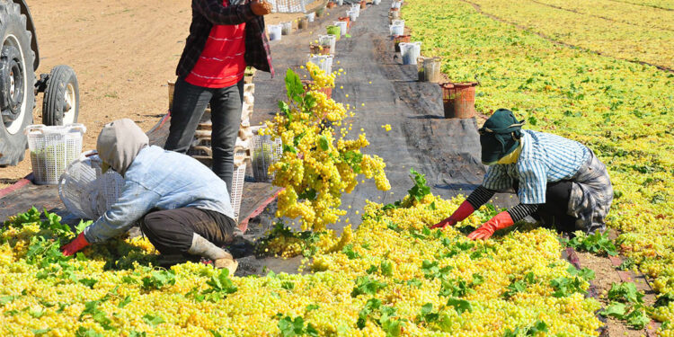 Sultaniye üzümleri ovalara serildi
