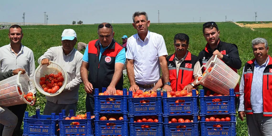 Aksaray'ın eskil ilçesinde kavun ile domatesin hasadı başladı. Tuz gölü havzası'nda kavun ve domates üretimi yüzde 75 su tasarrufu sağladı.