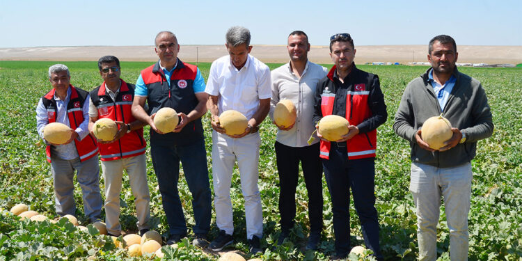 Tuz Gölü Havzası'nda kavun ve domates üretimi
