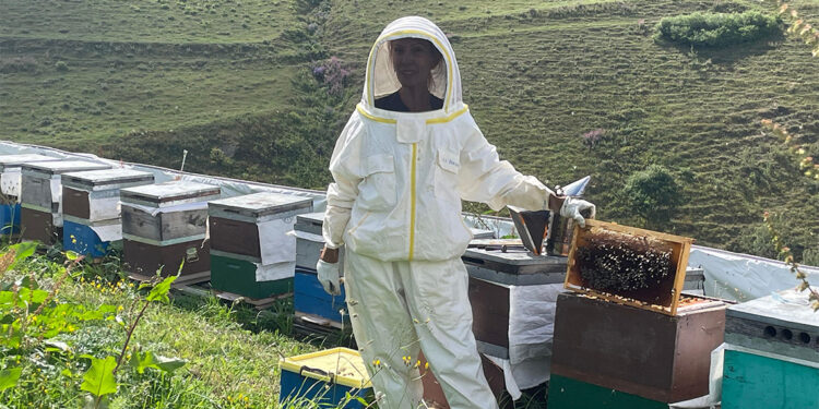 Bilim insanlarından Anzer balı sağımı