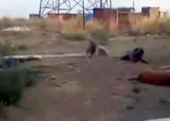 150 köpeğin zehirlenerek öldürüldüğü iddialarına açıklama