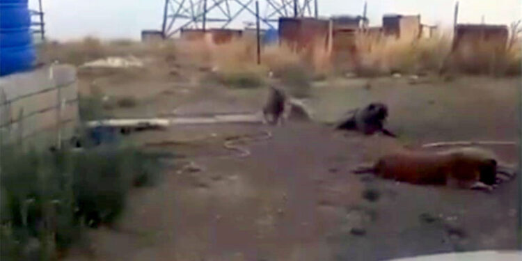 150 köpeğin zehirlenerek öldürüldüğü iddialarına açıklama