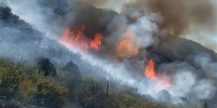 Tokat'ta çıkan orman yangınında 8 hektar kül oldu