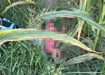 Tarlada bebek bulundu; annesi cinsel istismar kurbanı