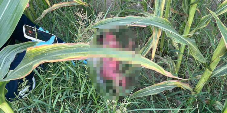 Tarlada bebek bulundu; annesi cinsel istismar kurbanı