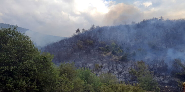 Tokat'ın Erbaa ilçesinde orman yangını