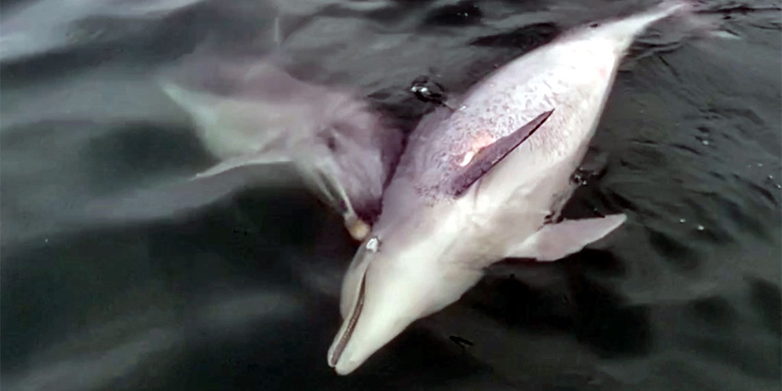 Ölen yunusu bir başka yunus 6 günde karaya sürükledi; Bugüne kadar 24 yunus ve balina türünde 96 vakada görülen olay bilimsel makalede yayımlandı.