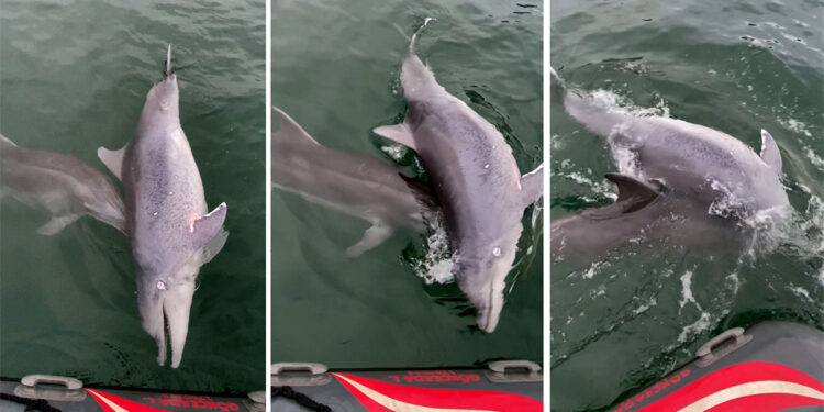 Ölen yunusu bir başka yunus 6 günde karaya sürükledi