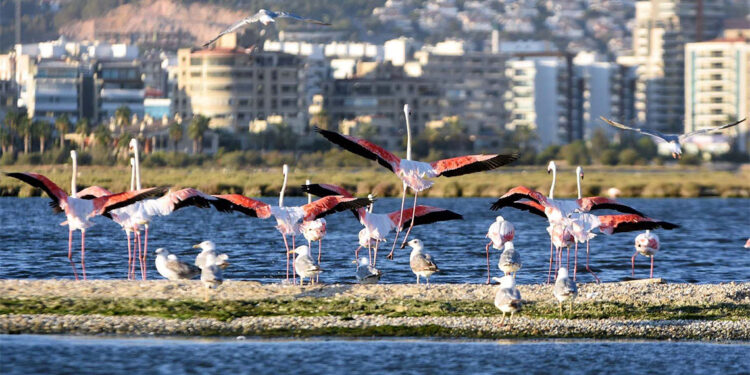 Gediz Deltası'na tekne turu