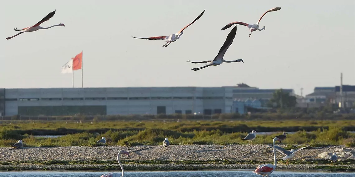 Türkiye’de flamingoların iki üreme sahasından biri olan i̇zmir’deki gediz deltası, 301 kuş türüne ev sahipliği yapıyor. Ziyaretçiler, gediz deltası'na tekne turu yaparak kuşları görme fırsatı buluyor.