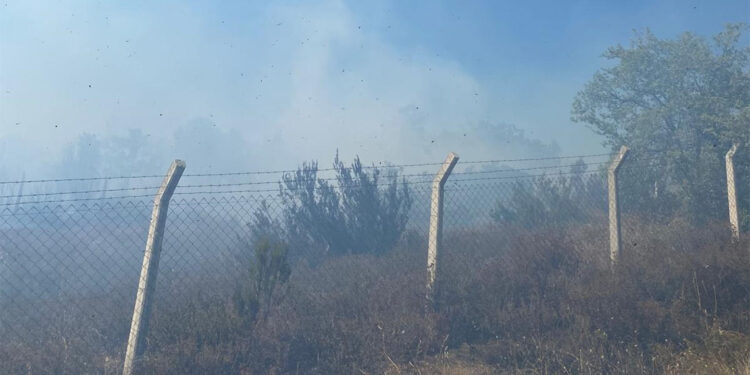 Yalova'da zeytinlikte çıkan yangın söndürüldü