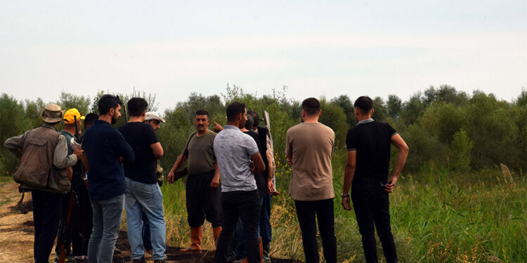 Çiftçiler, yaban domuzları için 24 saat nöbet tutuyor