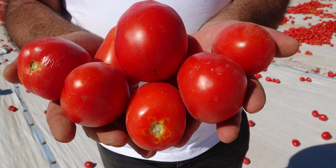 Erciyes Dağı eteklerindeki Kayseri'nin Yeşilhisar ilçesinde 5 bin dekar alanda hasat edilen domatesler, kurutularak 10 ülkeye ihraç ediliyor.