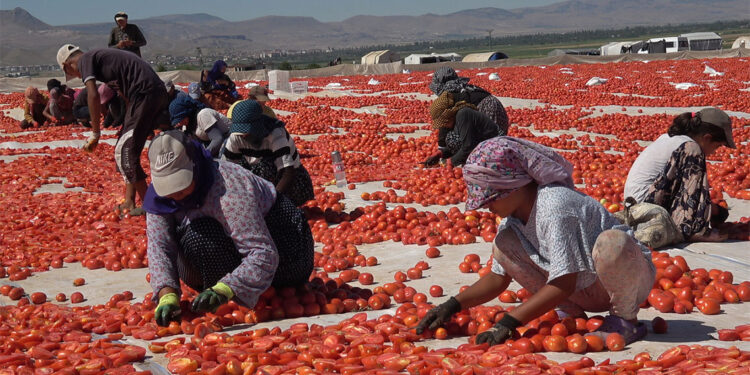 Erciyes Dağı eteklerinde kurutulan domatesler 10 ülkeye ihraç ediliyor