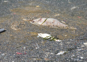Bayraklı'da ölü balıklar kıyıya vurdu