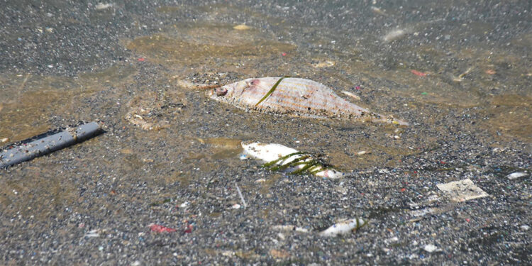 Bayraklı'da ölü balıklar kıyıya vurdu