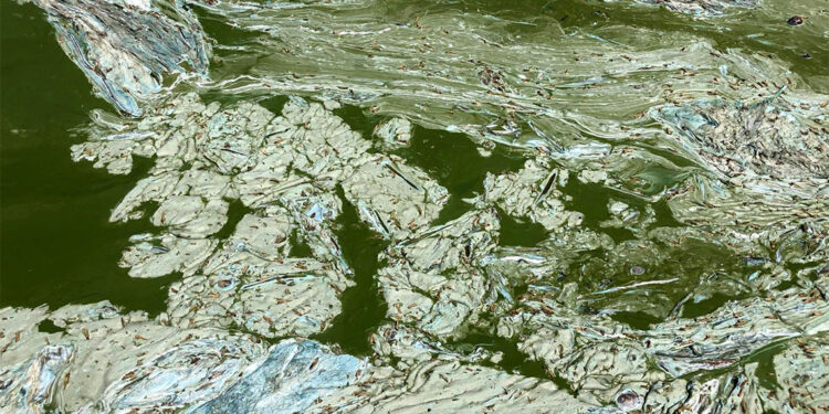 Eğirdir Gölü'nde alg patlamasının yanı sıra müsilaj da ortaya çıktı