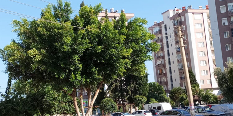 Elektrik telleri bölge sakinlerini tedirgin ediyor