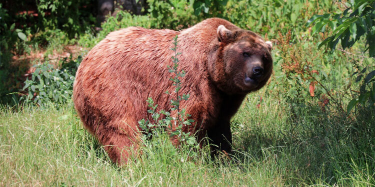 İsveç'te ayı avlama sezonu başladı