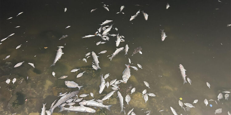 Son 25 yılın en kirli İzmir Körfezi