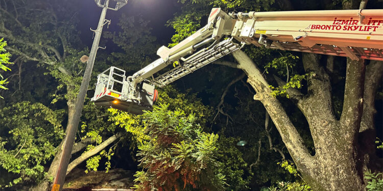 Asırlık çınar ağacından kopan dallar 9 kişiyi yaraladı