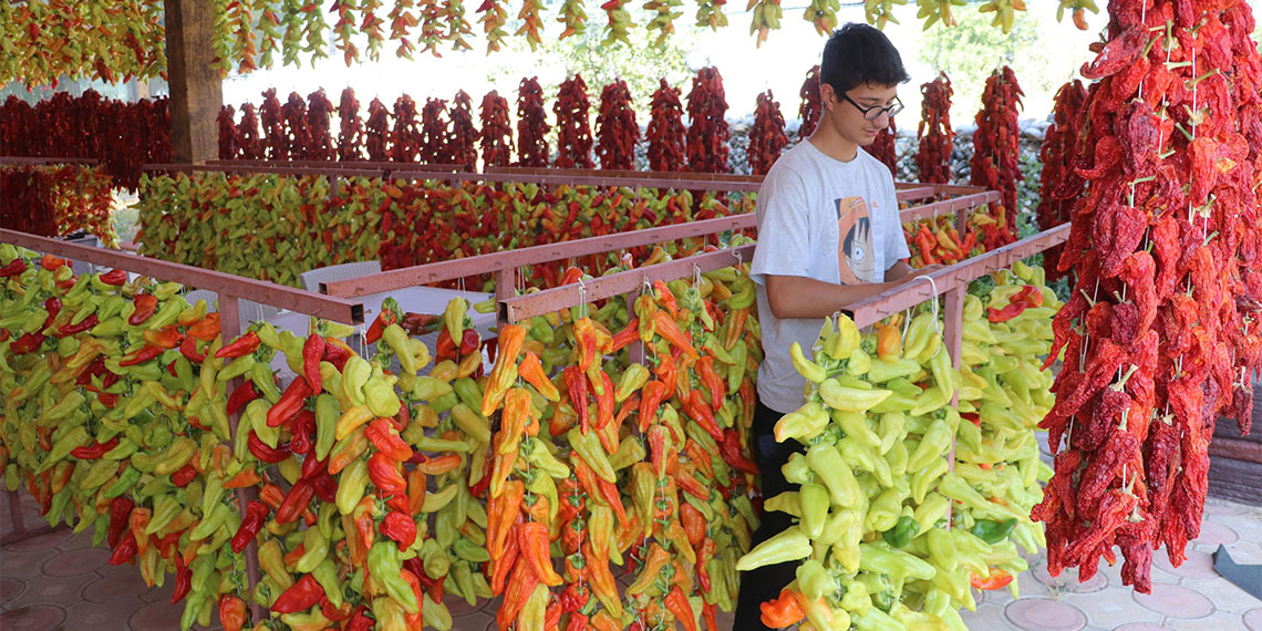 Denizli'nin Kale ilçesinde yetiştirilen, Türk Standartları Enstitüsü (TSE) tescilli coğrafi işarete sahip Kale biberlerinin hasadı yapılıp, yıkandıktan sonra kurutulmak için iplere dizilmeye başlandı.