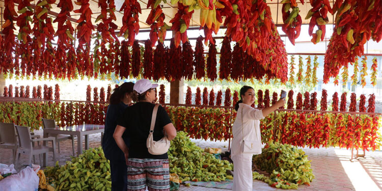 Kale biberleri iplere dizilmeye başladı