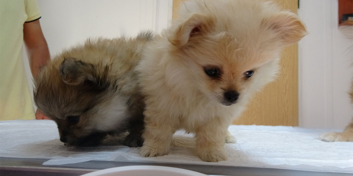 Bursa’da, E.D.C. (30) isimli kadının evindeki 4 köpeğe yaptığı işkencenin görüntüleri, eski erkek arkadaşı tarafından sosyal medyada paylaşıldı.