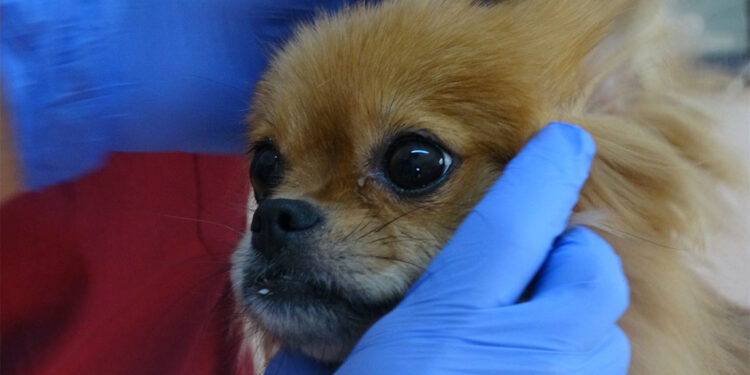 Evindeki 4 köpeğe yaptığı işkencenin görüntüleri paylaşıldı