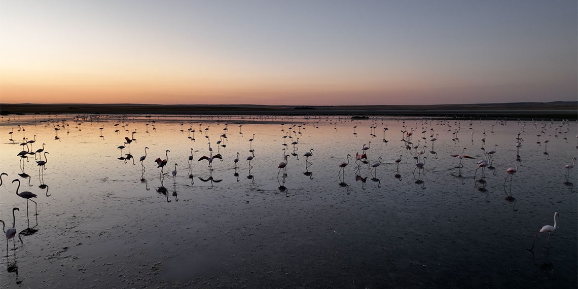 Çevre, Şehircilik ve İklim Değişikliği Bakanı Murat Kurum, "Anadolu'nun en nazlı misafirleri bize emanet. Flamingo yavrularına gözümüz gibi baktık. Bu yıl 4 bin 300 misafirimizi uğurluyoruz" dedi.
