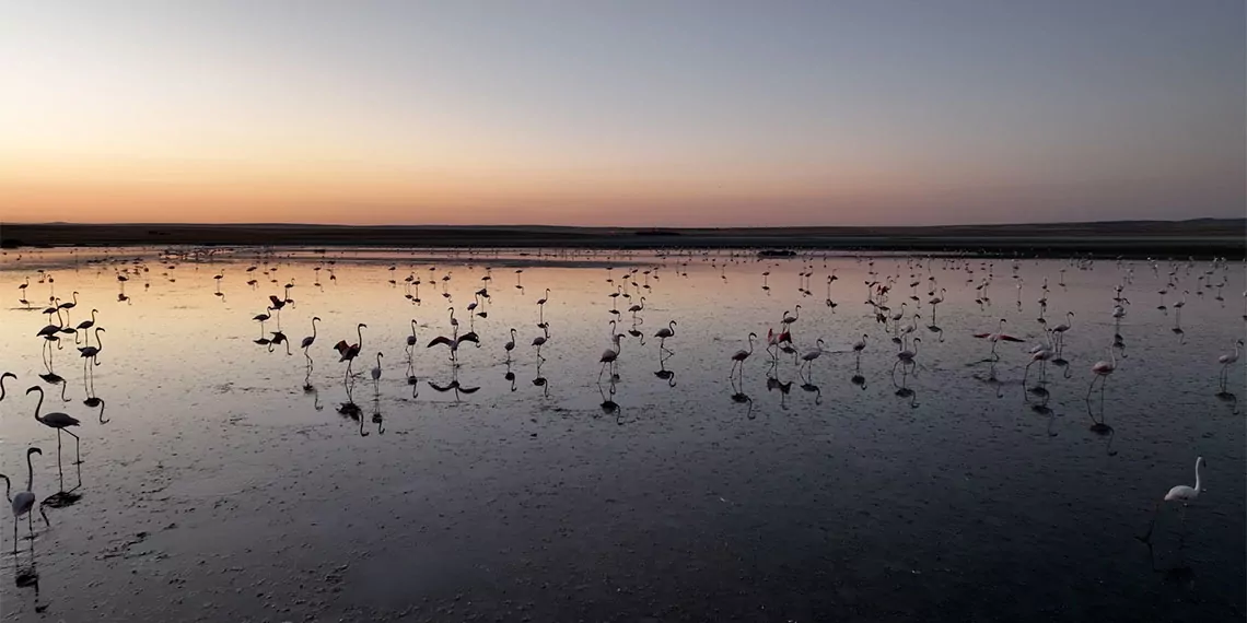 Çevre, şehircilik ve i̇klim değişikliği bakanı murat kurum, "anadolu'nun en nazlı misafirleri bize emanet. Flamingo yavrularına gözümüz gibi baktık. Bu yıl 4 bin 300 misafirimizi uğurluyoruz" dedi.