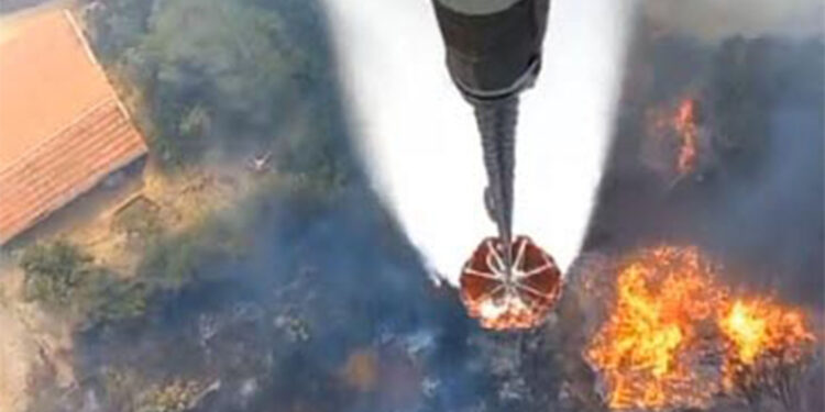 Çam fıstığı ağaçlarıyla kaplı tarım arazisinde yangın